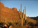 Organ Pipe Camping